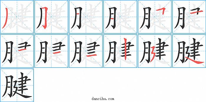 腱字笔顺分步演示图