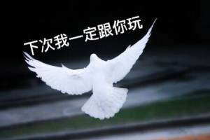 放鴿子是什么意思