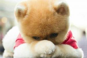 萌萌噠是什么意思