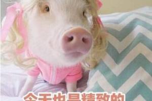 精致的豬豬女孩是什么意思