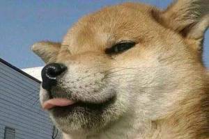 舔狗是什么意思