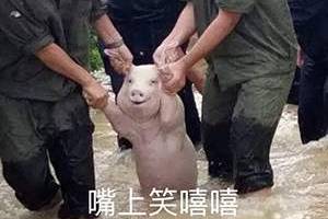 臉上笑嘻嘻心里mmp是什么意思