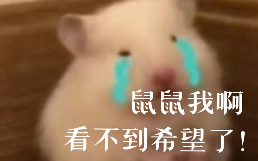鼠鼠文学