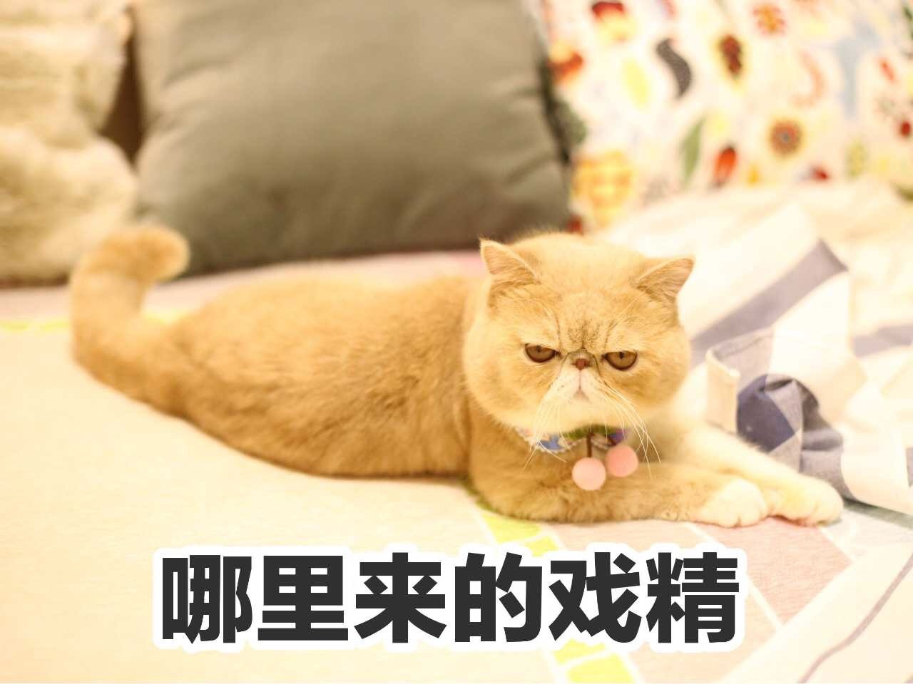 戏精