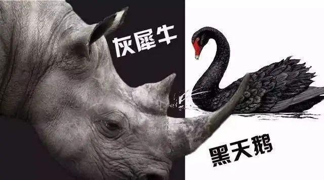 灰犀牛和黑天鹅