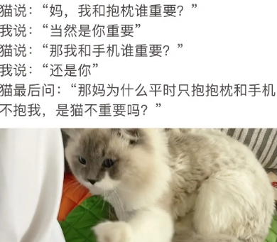 杀我别用小猫刀