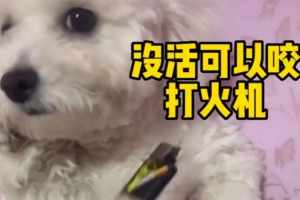 沒(méi)活了可以咬打火機(jī)是什么意思