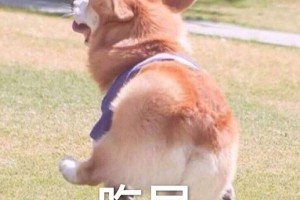 你在想屁吃是什么意思