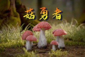 菇勇者是什么意思
