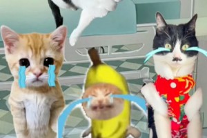 香蕉猫只会哭梗是什么意思
