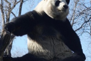 西直门三太子是什么意思