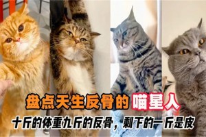 十斤的小猫 九斤的反骨是什么意思