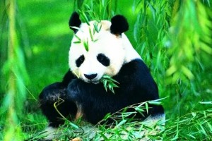 此生无悔入华夏来世愿做大熊猫是什么意思