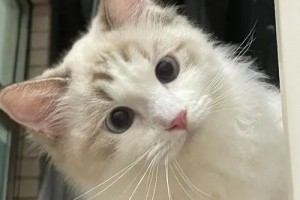 有一種腦干缺失的美是什么意思