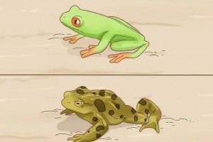 癩蛤蟆睡青蛙是什么意思