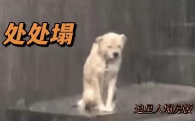 塌房人