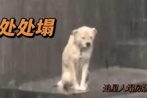 塌房人是什么意思