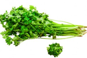 世界讨厌香菜日是什么意思