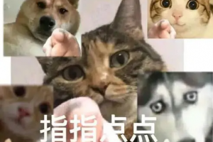 反思怪是什么意思