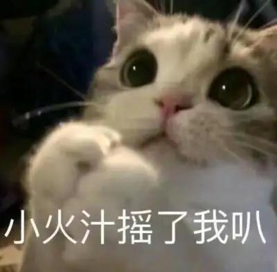 摇了我吧