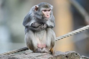 恒河猴是什么意思