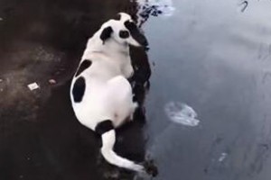 海盜狗是什么意思