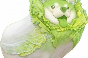 菜狗是什么意思