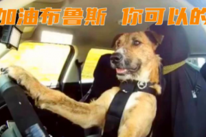 加油布魯斯是什么意思