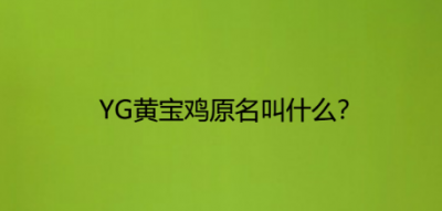 黃寶雞