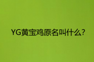 黃寶雞是什么意思