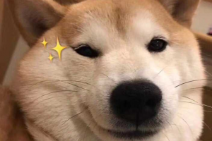 謝謝小狗是什么意思