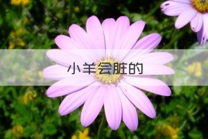 小羊会脏的是什么意思