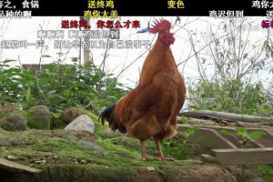 送終雞是什么意思