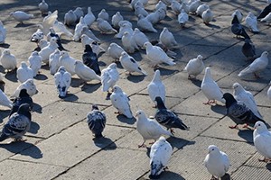 up主是什么意思