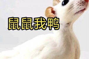鼠鼠我鴨是什么意思