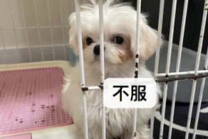 鬼迷日眼的是什么意思