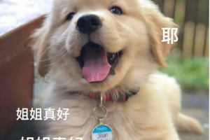 狗姐是什么意思