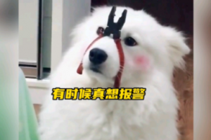 有時候真想報警是什么意思