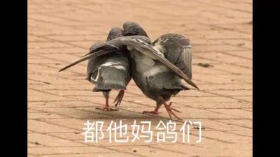 好鴿們