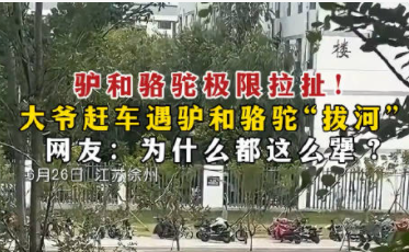 駱停鞭驢