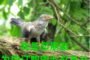 七夕布谷鳥(niǎo)是什么意思