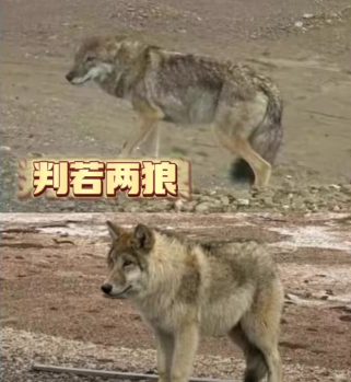 化缘狼