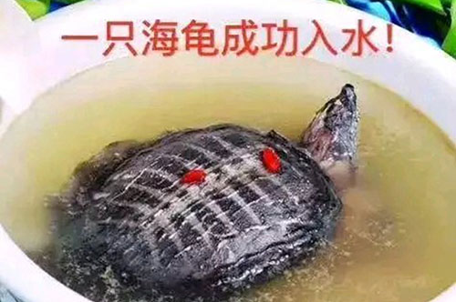 一只海龟成功入水