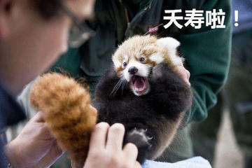 夭寿