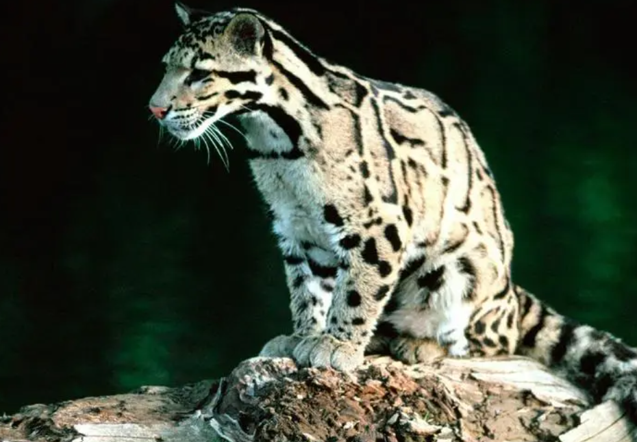 豹豹猫猫
