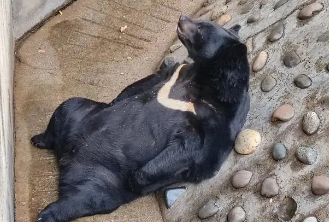 耐克熊