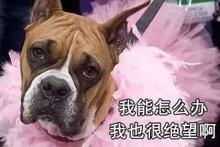 我能怎么办啊我也很绝望啊