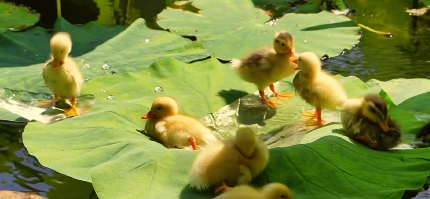 絕味幼兒園
