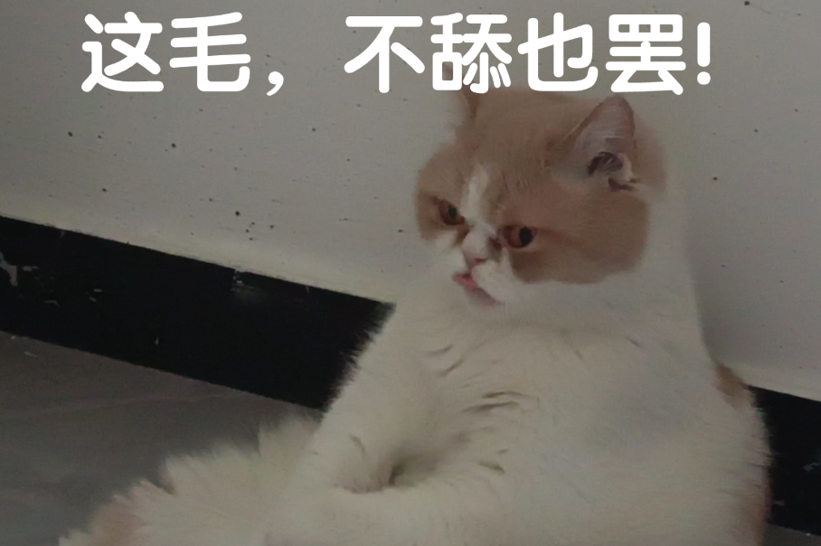 舔貓