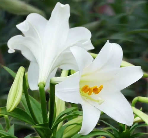百合